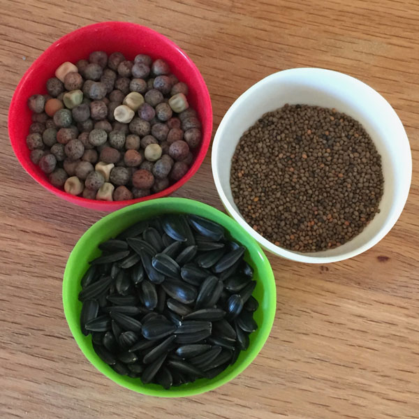 microgreen seeds