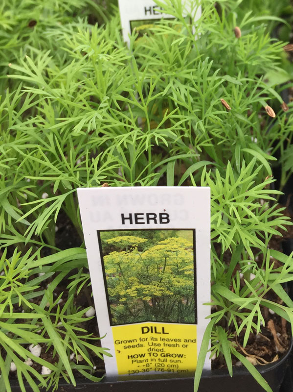 dill seedling