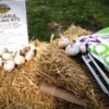 Garlic Planting Kit