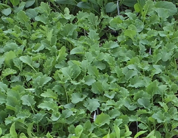 curly kale seedlings