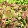 new red fire lettuce