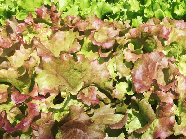 new red fire lettuce