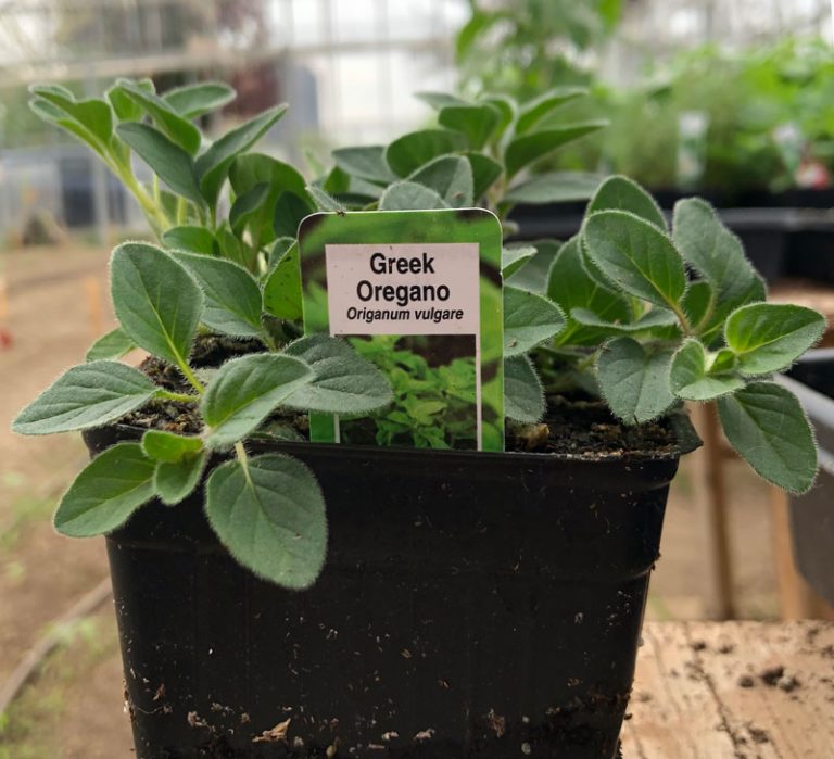 Oregano, Greek The Backyard Urban Farm Company