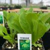 Lettuce, Green Romaine
