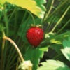 alpine strawberry