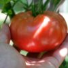 Tomato (Slicing), Big Beef Red