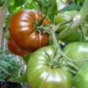 Tomato (Slicing), Black Krim