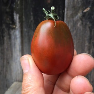 black plum tomato