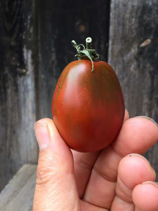 black plum tomato