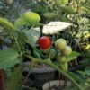 peacevine tomato