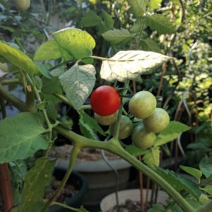 peacevine tomato
