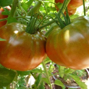 black prince tomato