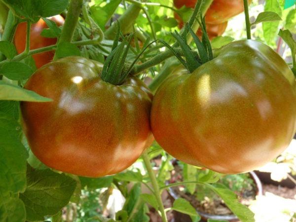 black prince tomato