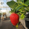 Strawberry, Albion