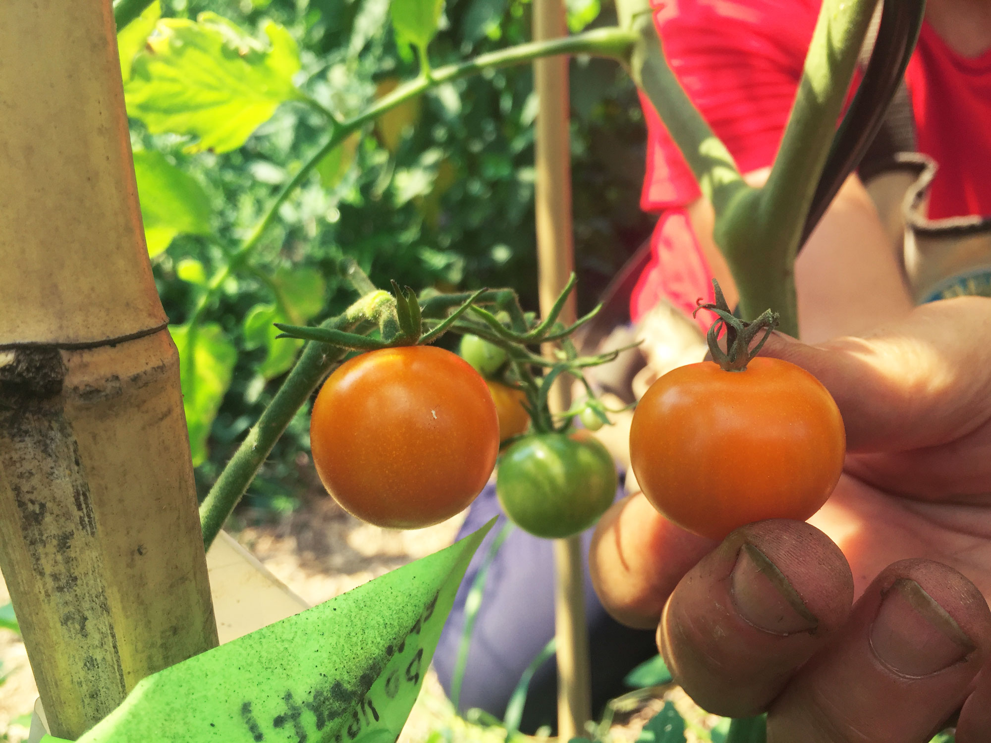 Taste Test Ripening Tomatoes Off the Vine The Backyard Urban Farm