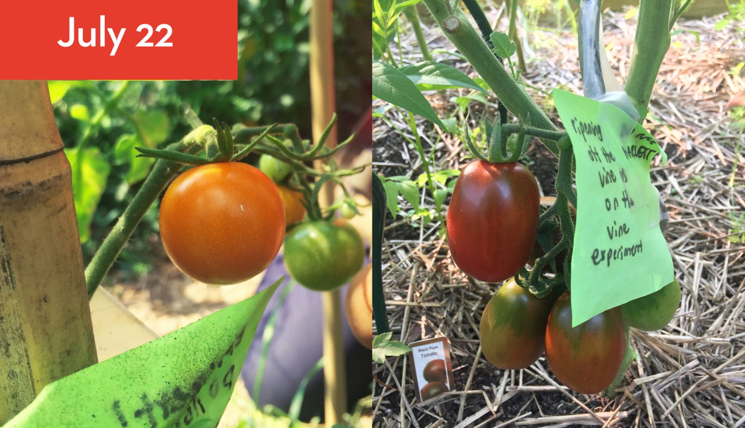 Taste Test Ripening Tomatoes Off the Vine The Backyard Urban Farm Company