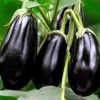 Eggplant, Black Beauty Italian-Type