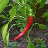 Pepper (Hot), Cayenne, Long Thin