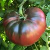 Tomato (Slicing),  Cherokee Purple