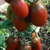 Tomato (Paste/Plum), Debarao Black