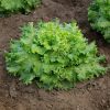 Lettuce, Green Leaf, Muir
