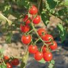 Tomato (Cherry), Jasper Red