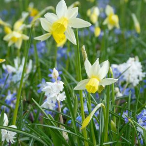 Flowering Bulb Mixes