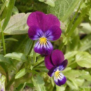 Pansy, Johnny Jump Up