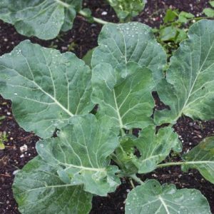 Collard Greens, Champions Organic (CO)