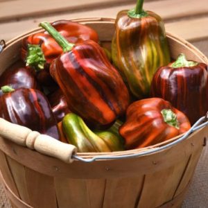 Pepper (Sweet), Candy Cane Chocolate Cherry