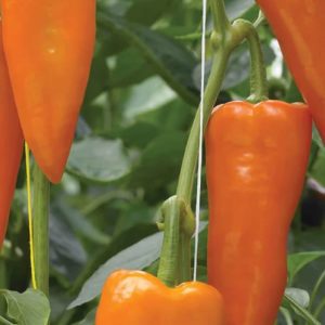 Pepper (Sweet), Oranos