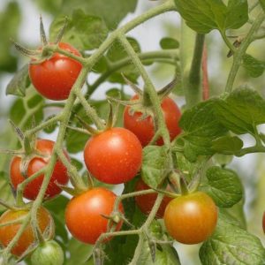 Tomato (Cherry), Sweet Million