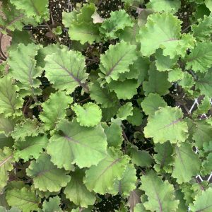 Kale, Scarlet