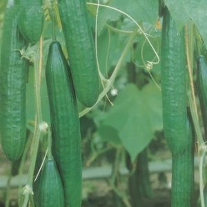 Cucumber, Telegraph Improved