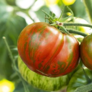 Tomato (Slicing), Chocolate Stripes