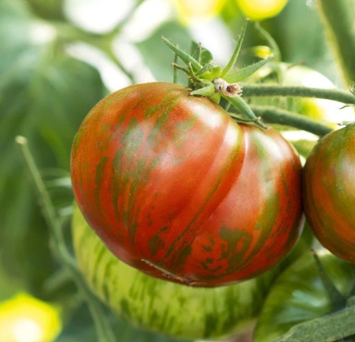 Tomato (Slicing), Chocolate Stripes