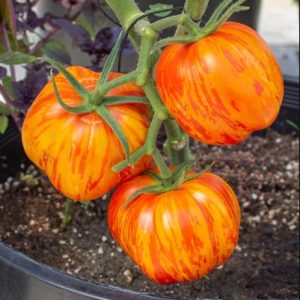 Tomato (Slicing), Get Stuffed