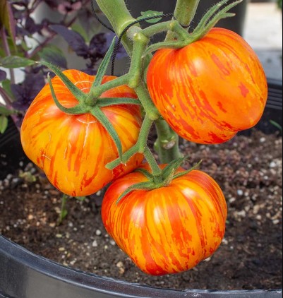 Tomato (Slicing), Get Stuffed