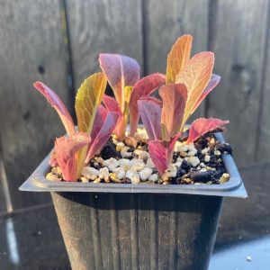 Lettuce, Pomegranate Crunch