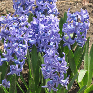 Hyacinth – Blue Jacket