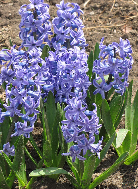 Hyacinth – Blue Jacket