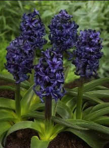 Hyacinth – Springfield