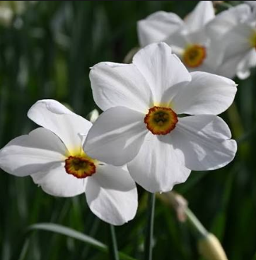 Narcissus – Actaea