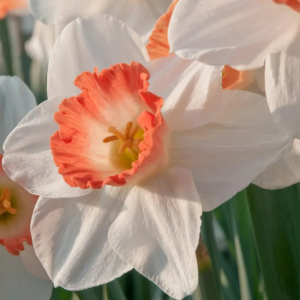 Narcissus – Pink Charm