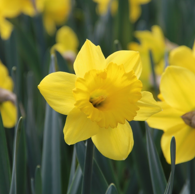Narcissus – Standard Value Yellow