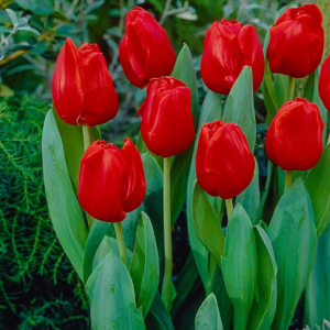 Triumph Tulip – Escape Red