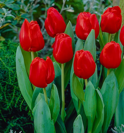 Triumph Tulip – Escape Red
