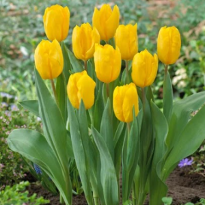 Triumph Tulip – Strong Gold