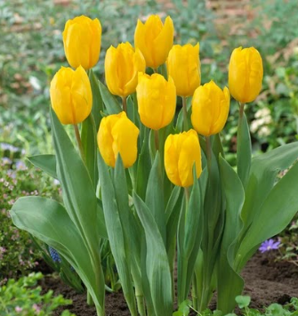 Triumph Tulip – Strong Gold